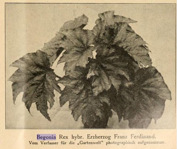 B. ‘Erzherzog Franz Ferdinand ’